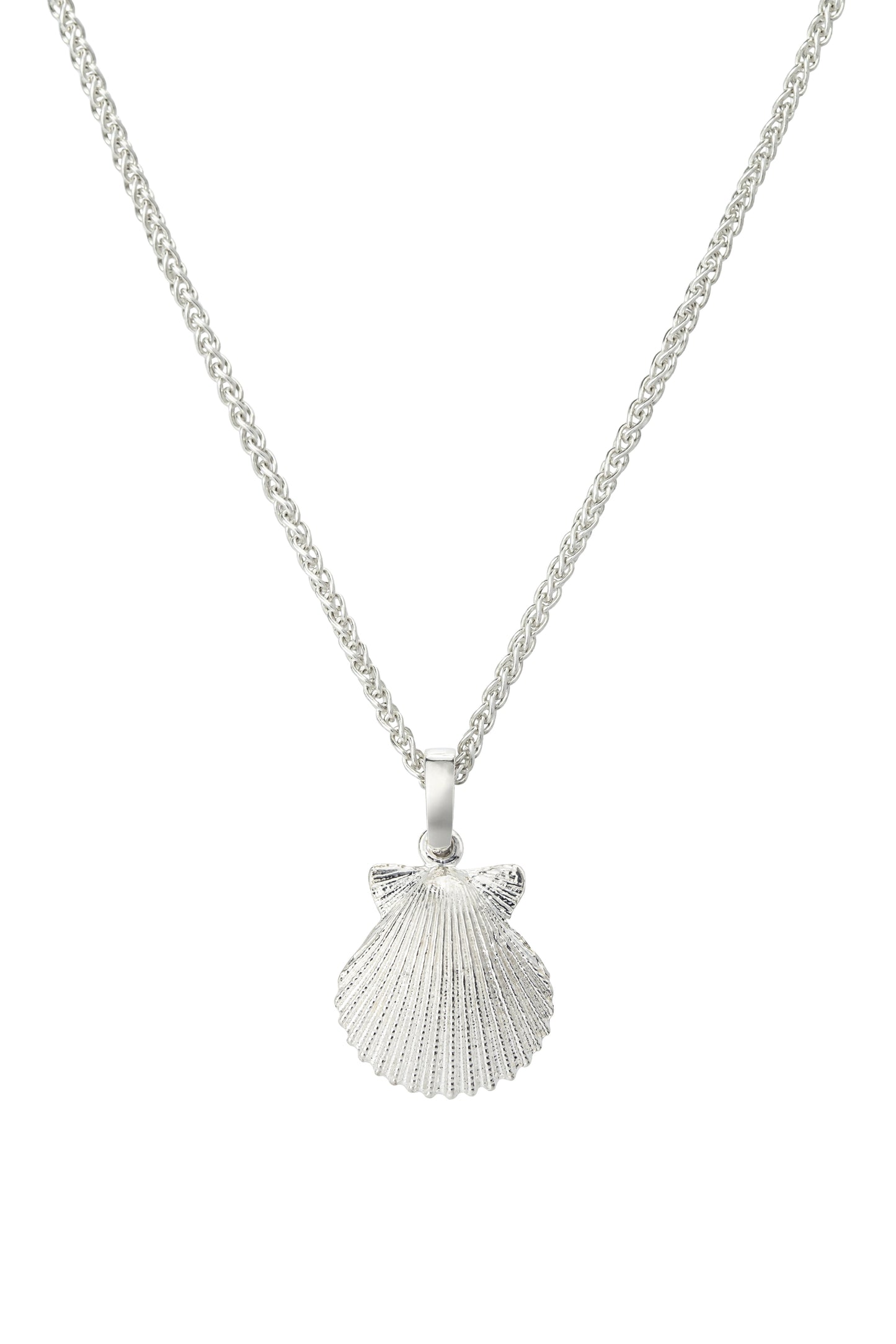 Scallop lg
