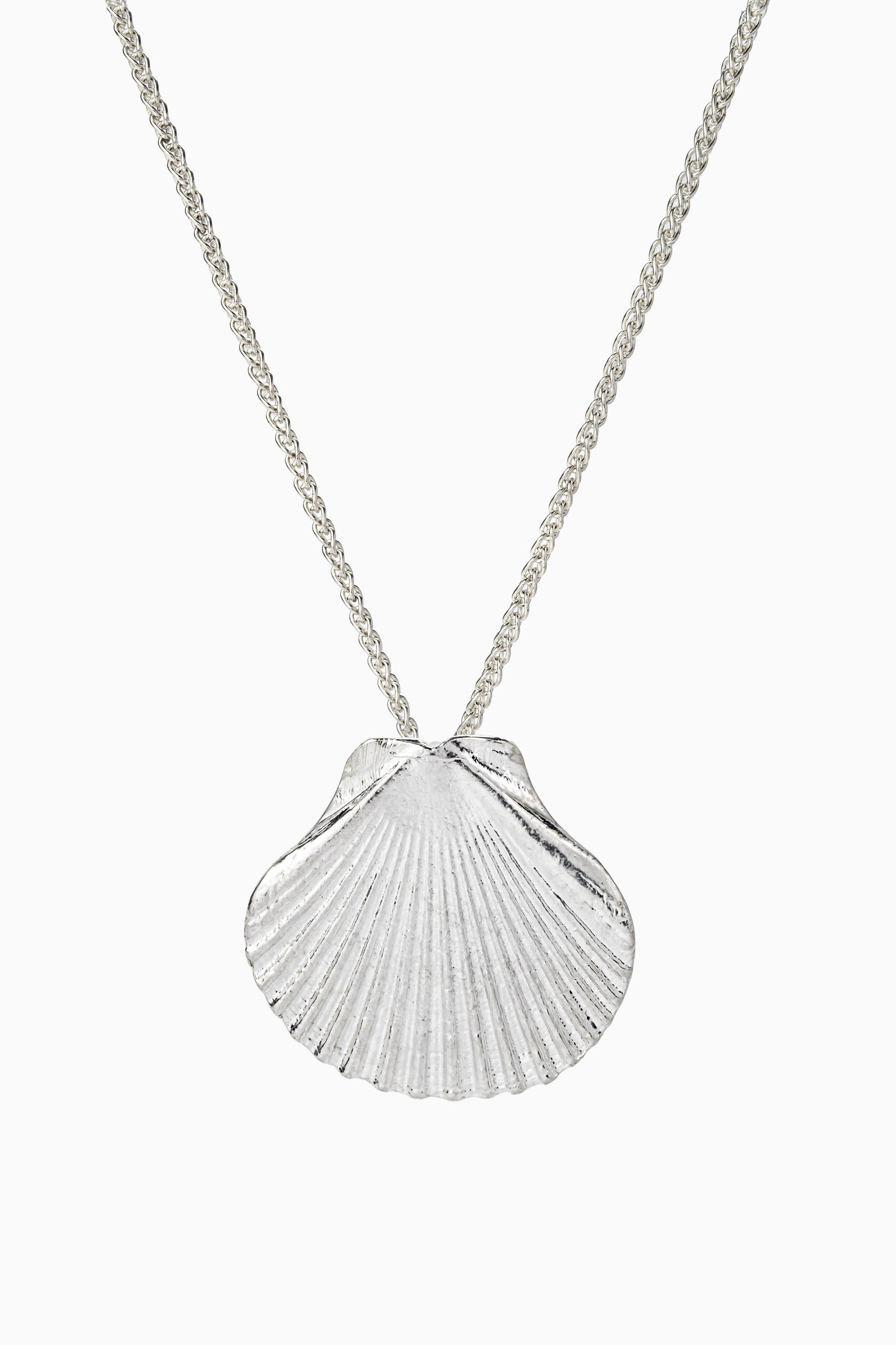 Flat scallop