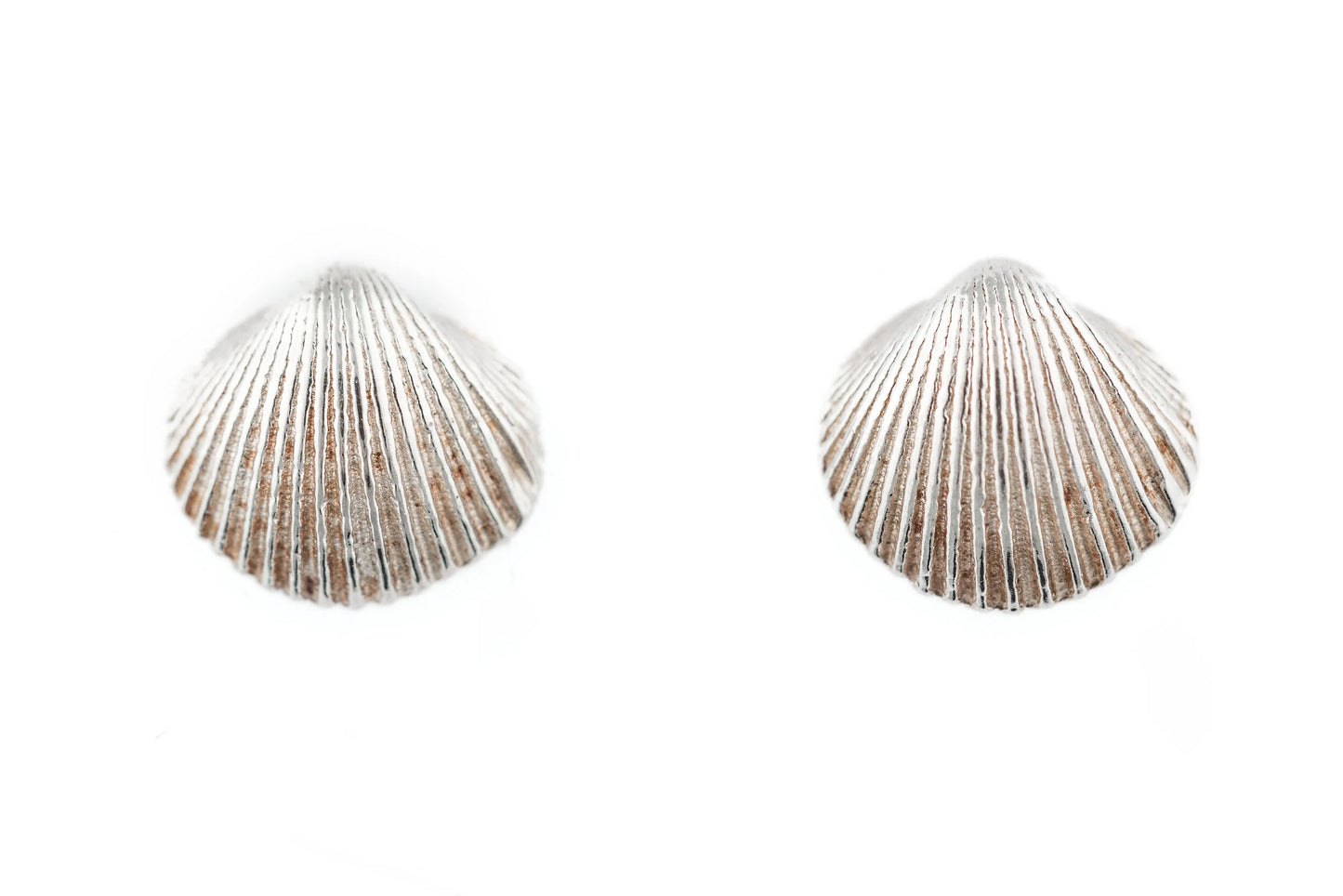 Clam tiny