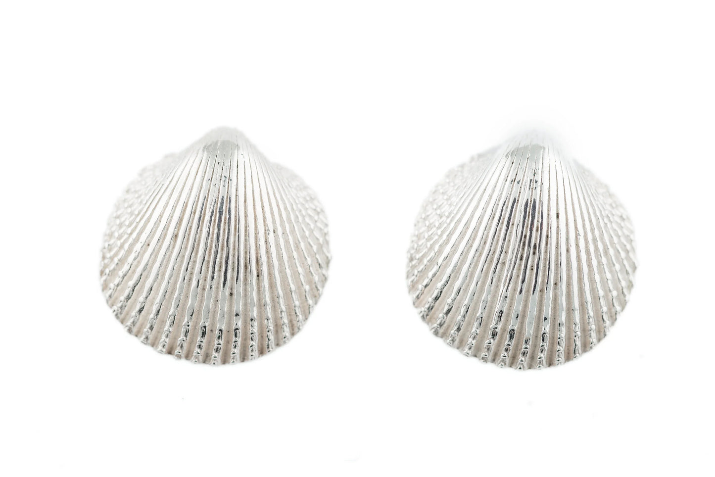 Clam lg